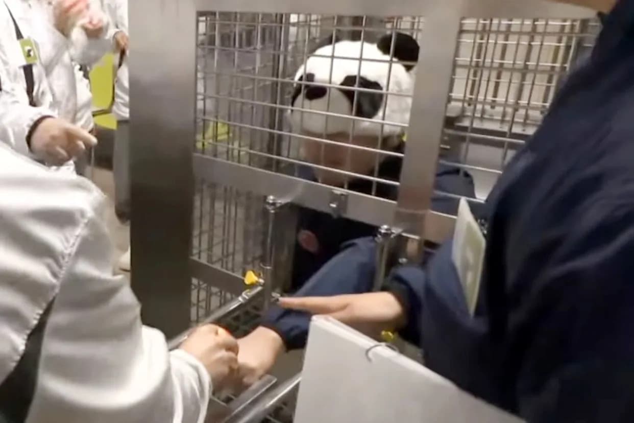 “Panda Love Club”: Zoo Staff Dress As Pandas And Are Fed By Visitors After Japan’s Pandas Return To China