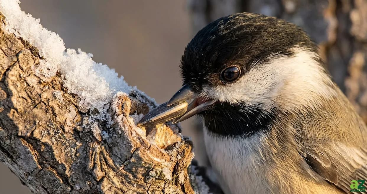 Survive or Starve: How Chickadees Remodel Their Brains Each Winter