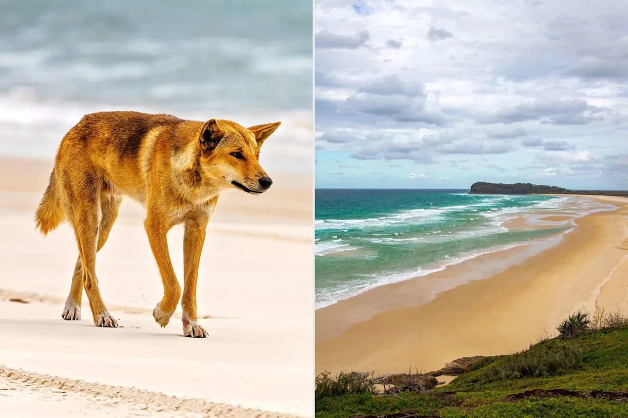 19-Year-Old Canadian Found Dead On K'gari Beach Surrounded By Dingoes; Police Describe Scene As "Horrific"