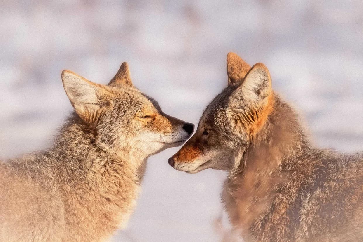 Social Bonds in Coyotes: Lifelong Pairing, Family Life and How They Respond to Loss