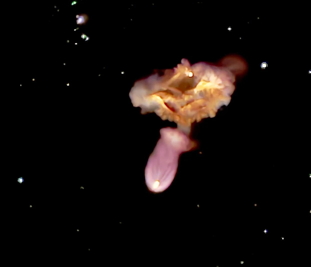 Two Starlink Launches From Vandenberg This Week — Jan. 21 and Jan. 25, 2026