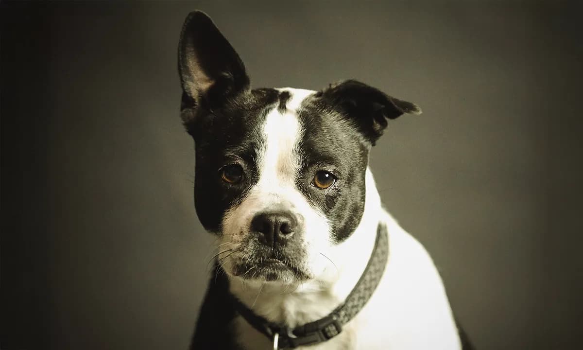 Heartworms May Be Millions Of Years Older Than We Thought — Genomes Reveal Distinct Continental Lineages