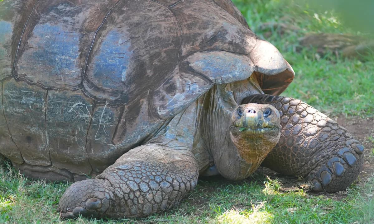 Zoo Populations Are Aging: Longer Lives, Fewer Babies, Big Consequences for Conservation
