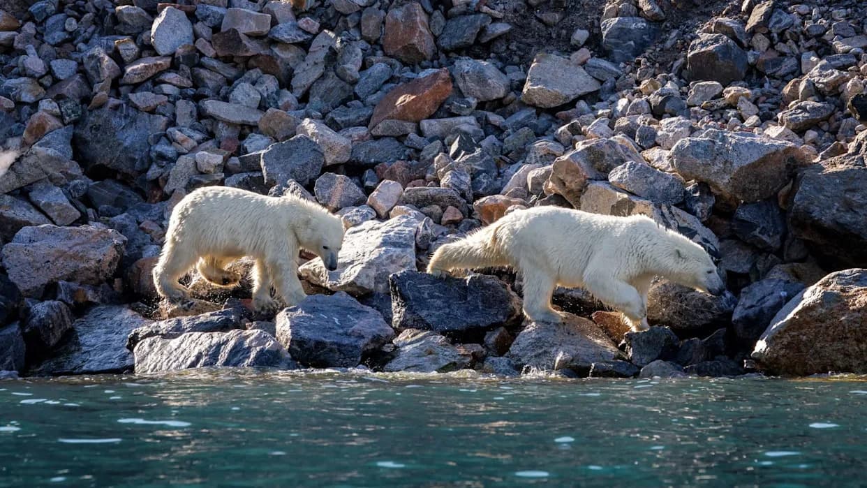 Scientists Find 'Jumping Genes' Increasing in Polar Bears — A Possible Last-Resort Response to Warming