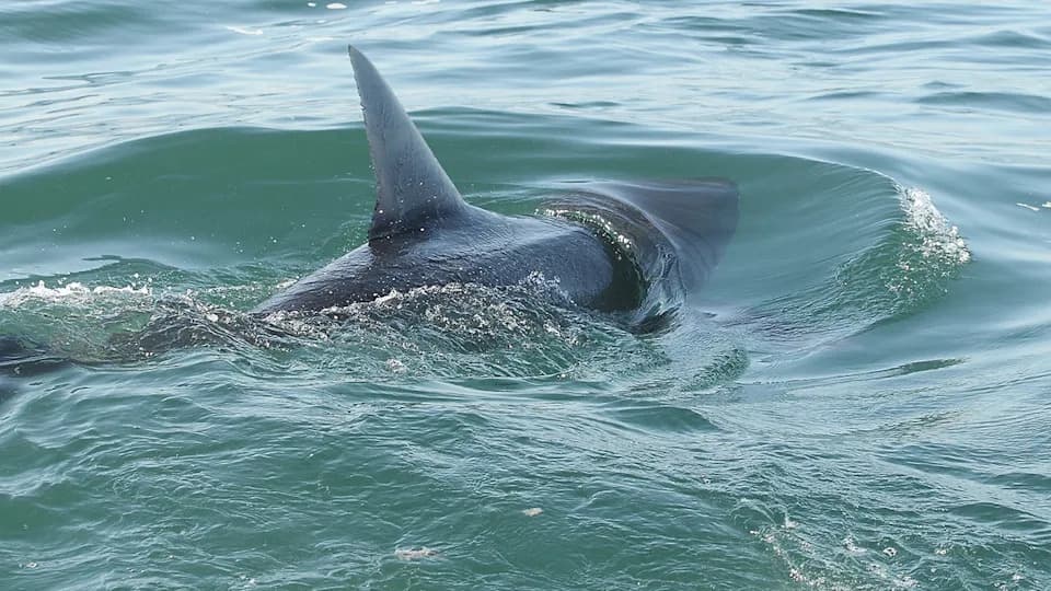 Massive Male Great White "Contender" Returns To Florida After Year-Long Atlantic Odyssey