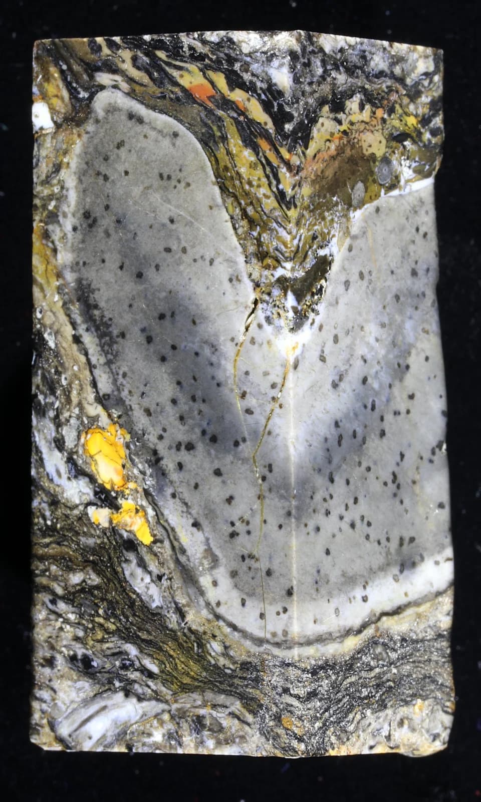 Ancient Spires Reconsidered: Prototaxites May Be a Previously Unknown Branch of Life