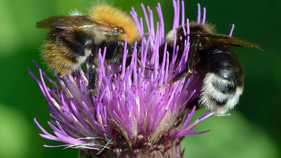 Bees as a Model for Alien Intelligence: Can Mathematics Be a Universal Language for Interstellar Communication?