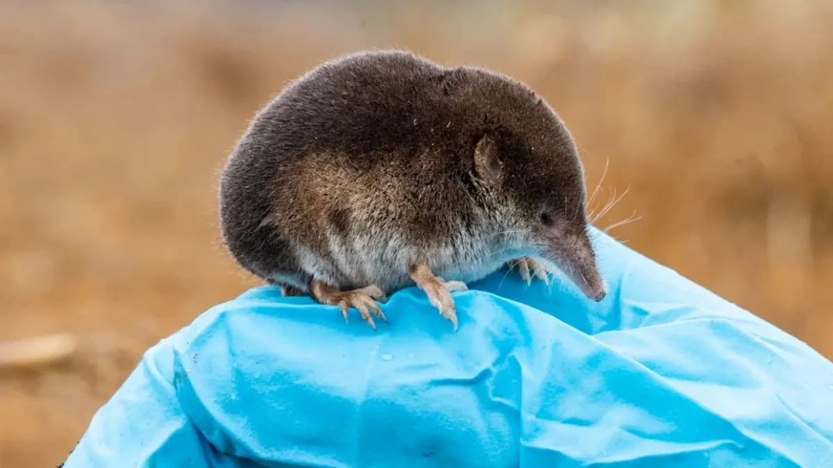 Shrews Shrink Their Brains by 30% Every Winter — And Grow Them Back: Genes Behind the Remarkable Reversal