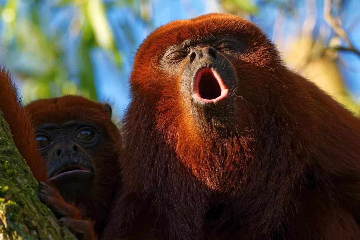Tiny but Mighty: How Howler Monkeys Trade Loud Calls for Smaller Testes