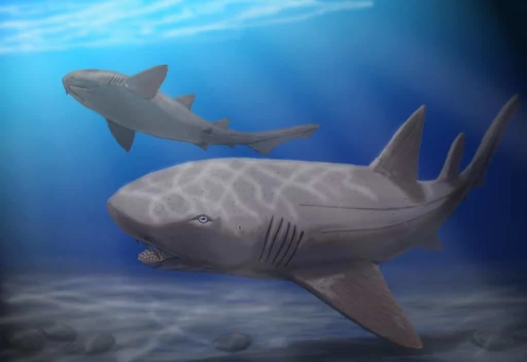 Giant Shark Origins Pushed Back 15 Million Years — Darwin Formation Vertebrae Rewrite Lamniform Evolution