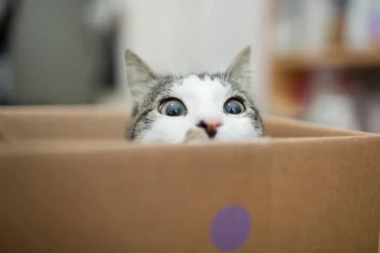 Vienna Team Creates Largest Spatial Quantum Superposition Yet — A Supersized Schrödinger’s Cat