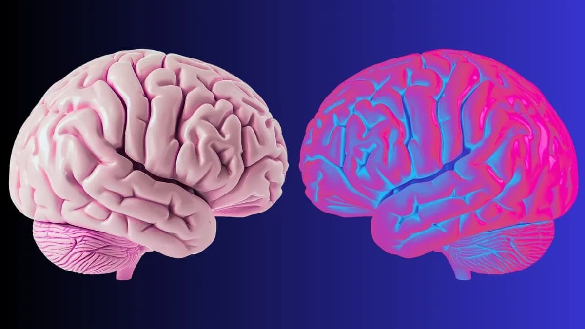 Alpha Waves in the Parietal Cortex Define the Edge of ‘You’ — New Study Links Brain Rhythm to Body Ownership