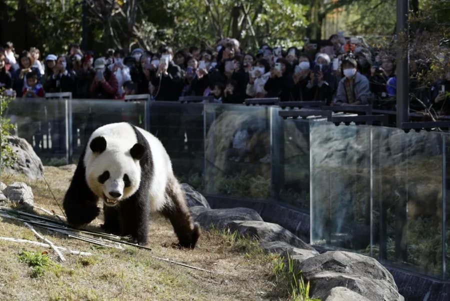 Japan Bids Farewell to Its Last Giant Pandas as Xiao Xiao and Lei Lei Return to China