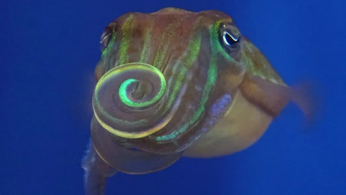 Cuttlefish Twist Light to Woo Mates: Males Rotate Polarization With Birefringent Arms