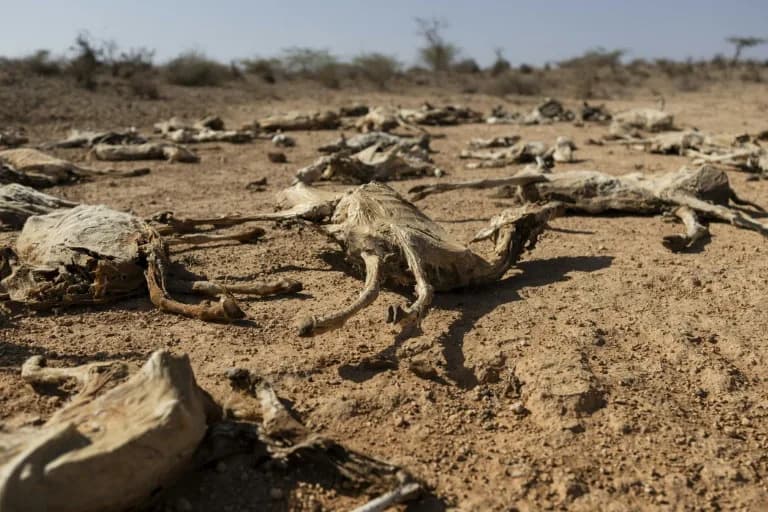 “Our Children Are Next”: Drought Devastates Herds and Drives Hunger in Northeastern Kenya