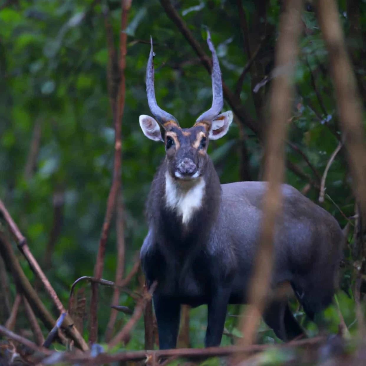 The Saola: Inside the Search for Asia’s Most Elusive Large Mammal