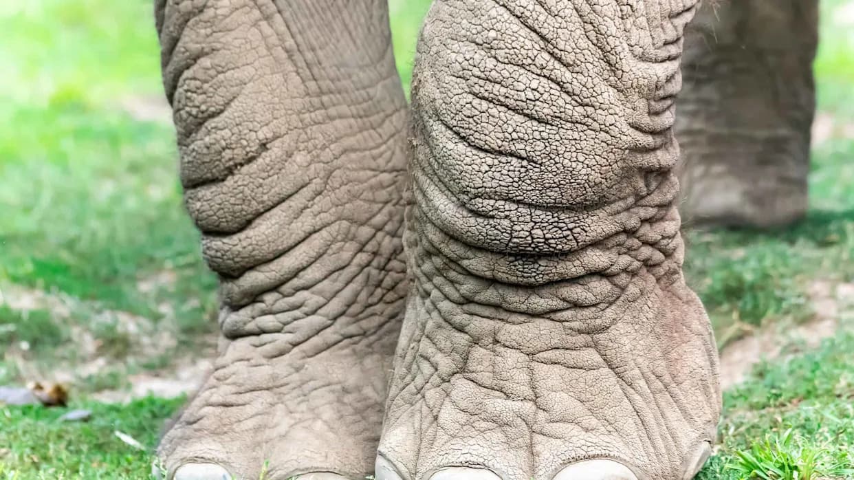 How Elephants 'Talk' Through the Ground: Seismic Signals and Foot Anatomy