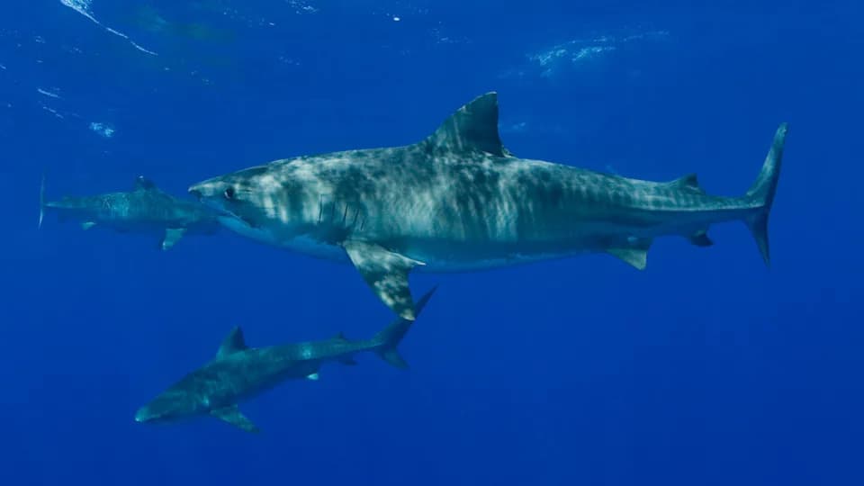 ‘Sharktober’ In Hawaii Tied To Tiger Shark Pupping Season, Study Finds