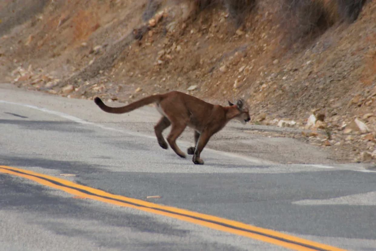 Young Mountain Lion Roams San Francisco's Pacific Heights; Authorities Locate Animal and Plan Safe Relocation