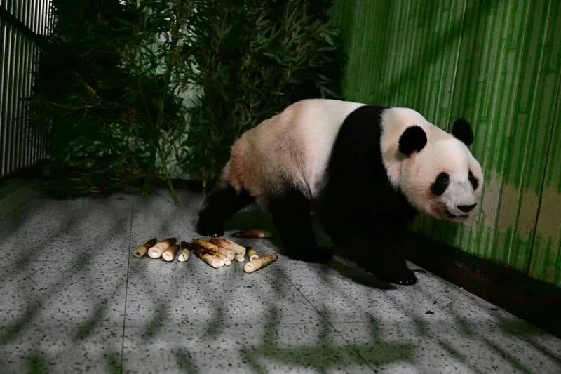 Japan Loses Resident Pandas As Ueno-Born Twins Xiao Xiao And Lei Lei Return To China Amid Strained Ties
