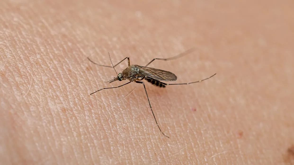 Mosquitoes Bite More People As Forests Thin — What That Means For Disease Risk