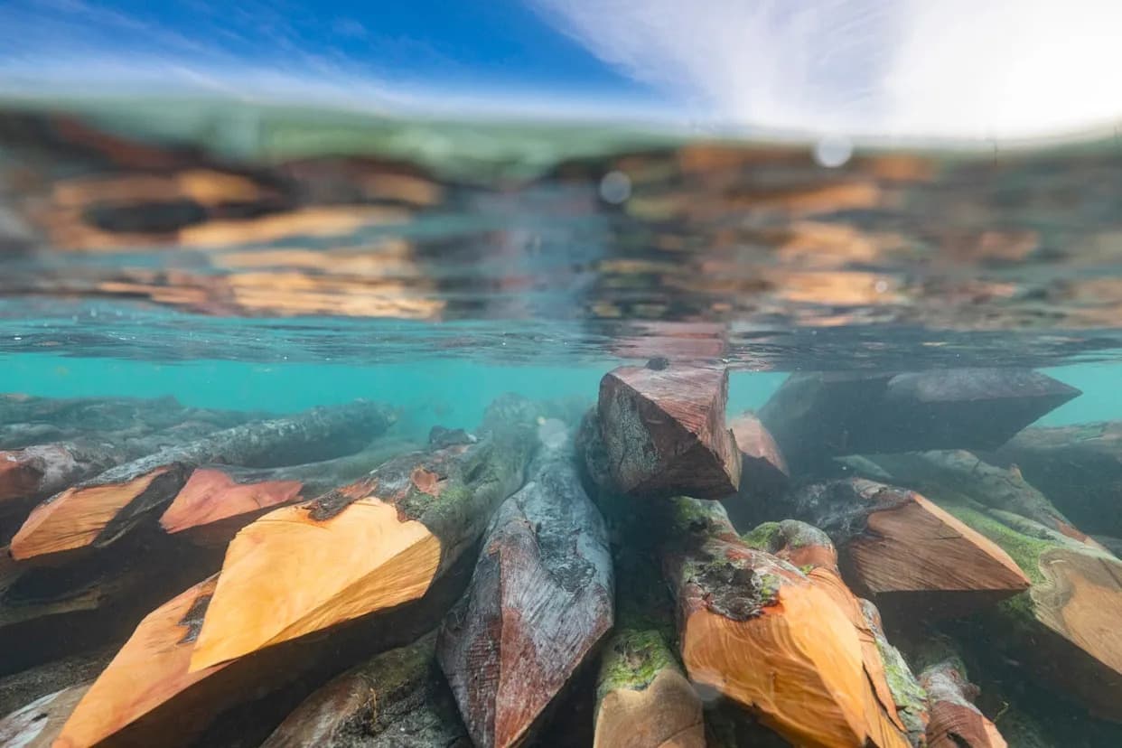 Could Sinking Boreal Logs in Anoxic Arctic Waters Lock Carbon for Millennia?