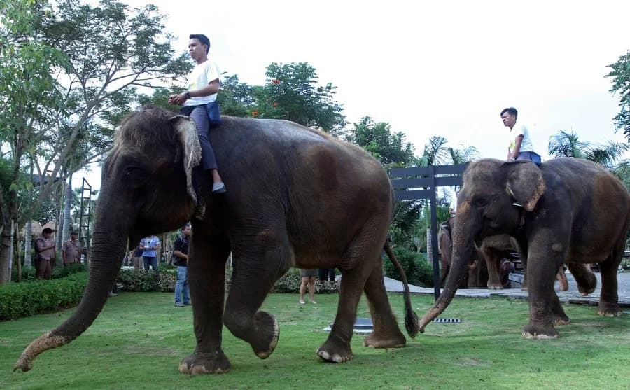 Indonesia Bans Elephant Rides Nationwide — Tourism Shifts Toward Ethical, Observation-Based Encounters