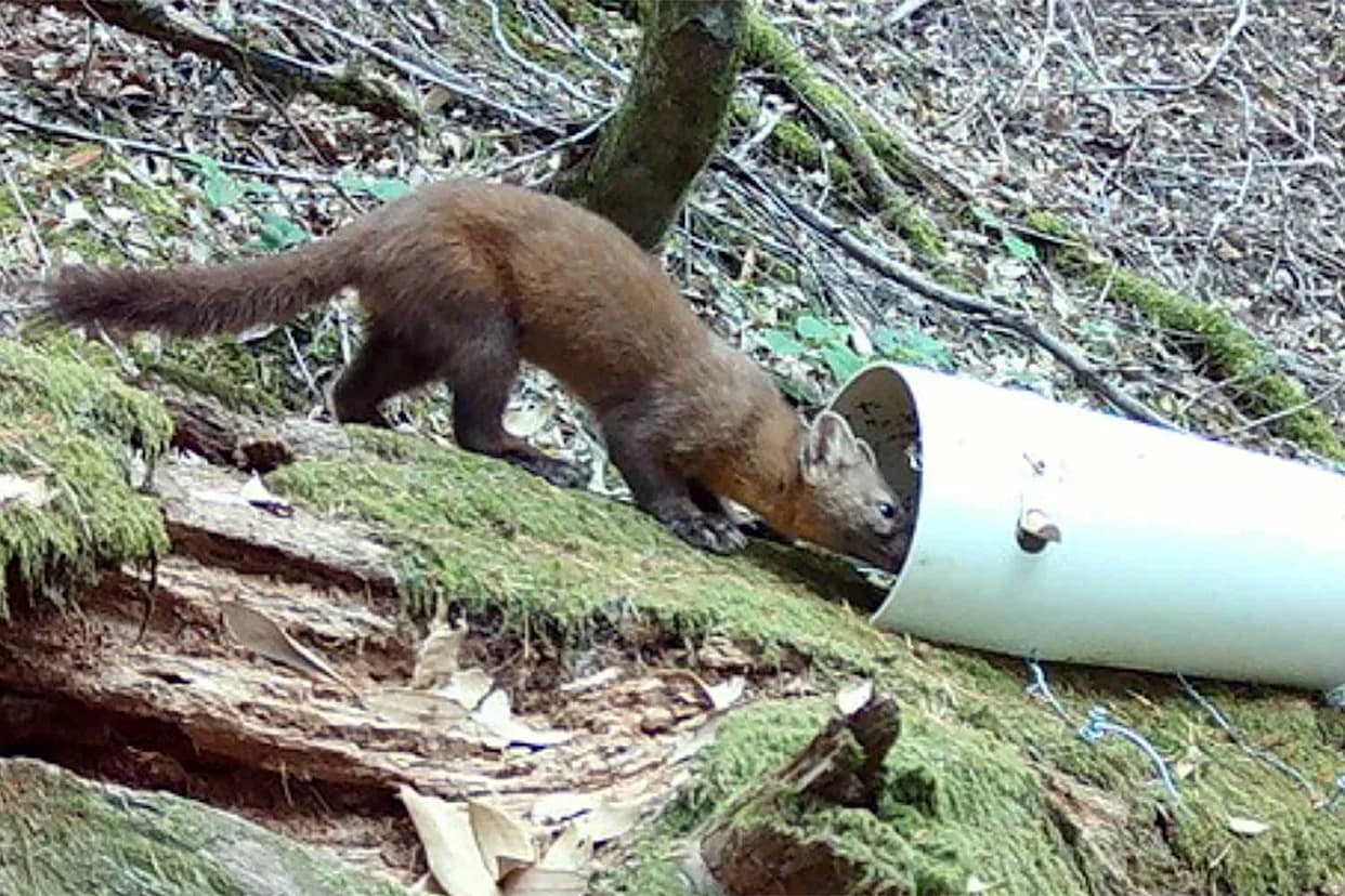 Hidden Trail Cameras Reveal Coastal Martens Living in Northern California — Once Thought Extinct