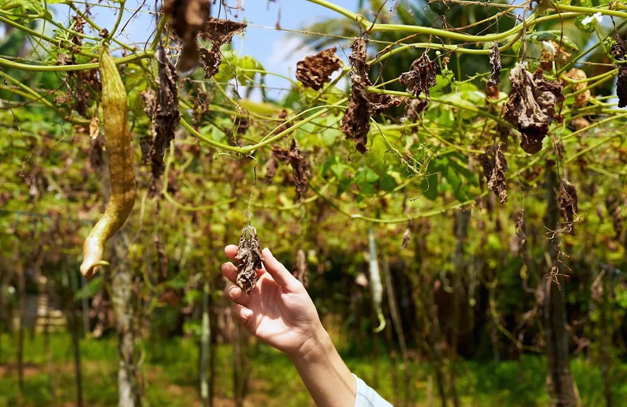 Turkish Farmers Suffer Major Losses as Unusual Frost and Drought Cut 2025 Crop Yields
