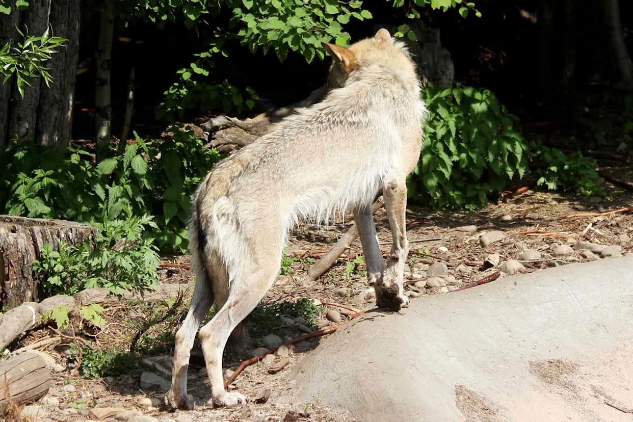 Poacher Kills Promising Female Wolf From Yellowstone’s Famous Junction Butte Pack