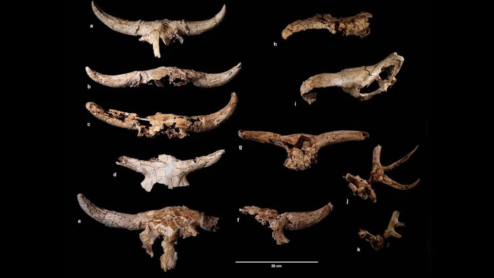 Neanderthals Repeatedly Placed 35 Horned Skulls in a Spanish Cave — Evidence of Long-Lasting Cultural Practice