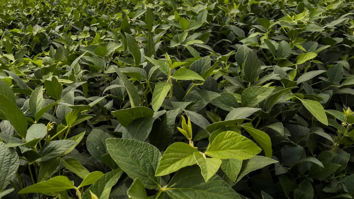 Researchers Warn Hybrid 'Megapests' Are Spreading After Crop Moths Interbreed in Brazil