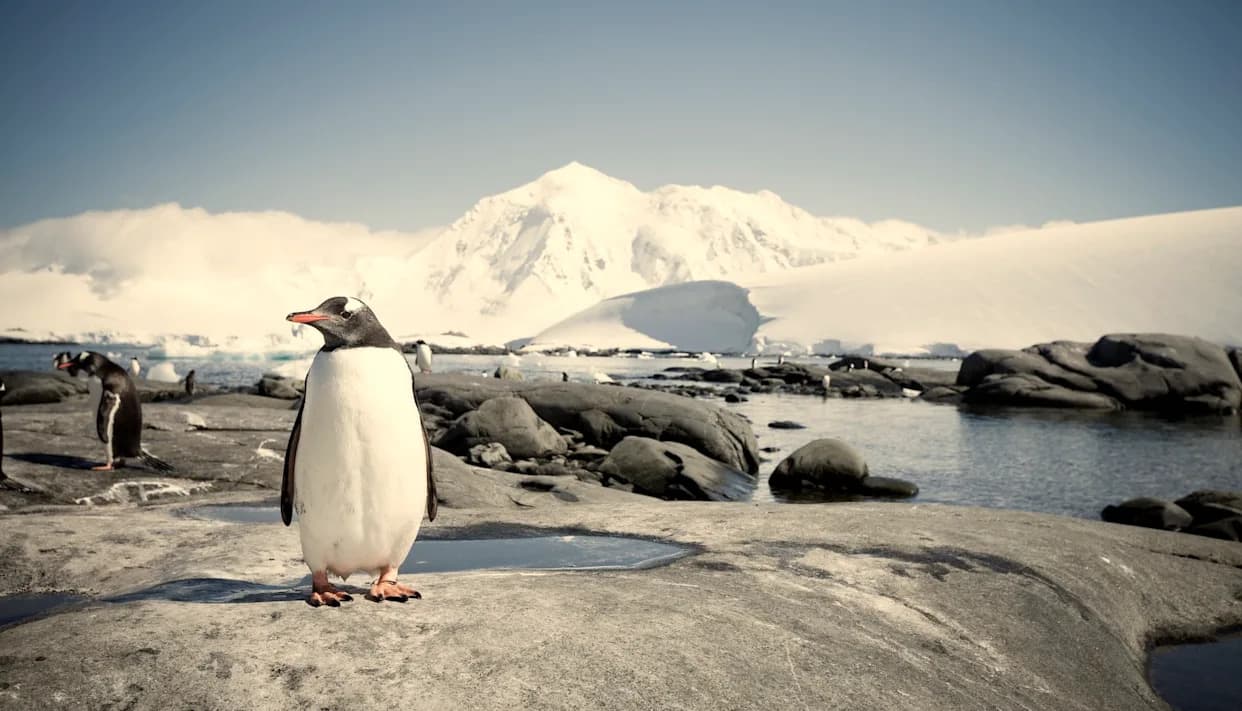Antarctic Penguins Are Breeding Earlier — Climate Change Could Create 'Winners And Losers'
