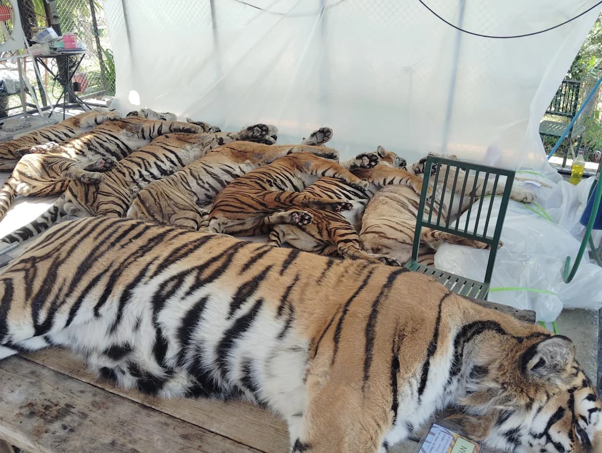 Thai Officials: Canine Distemper Killed 72 Tigers at Chiang Mai Tourist Parks — Not Bird Flu