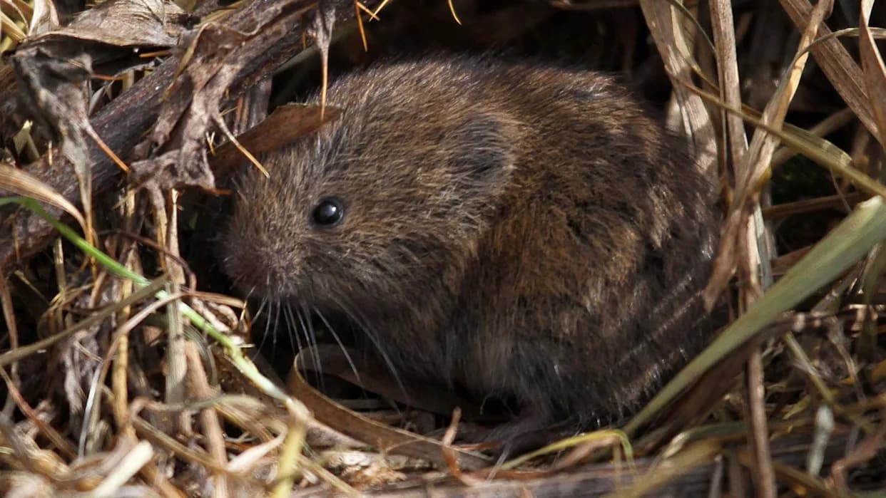 How Winter Flooding and Storms Are Devastating Wildlife Across the South West