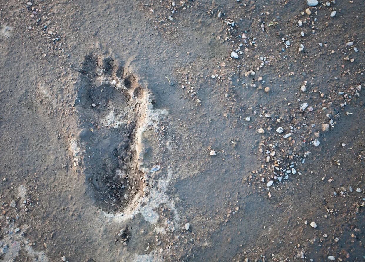 Storm Reveals 2,000-Year-Old Footprints on Scottish Beach — Archaeologists Race to Save Them