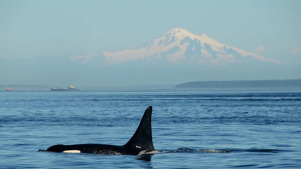 Tooth‑Marked Orca Fins on Russian Beaches Suggest Occasional Cannibalism — Could Predation Explain Tight‑Knitted Pods?