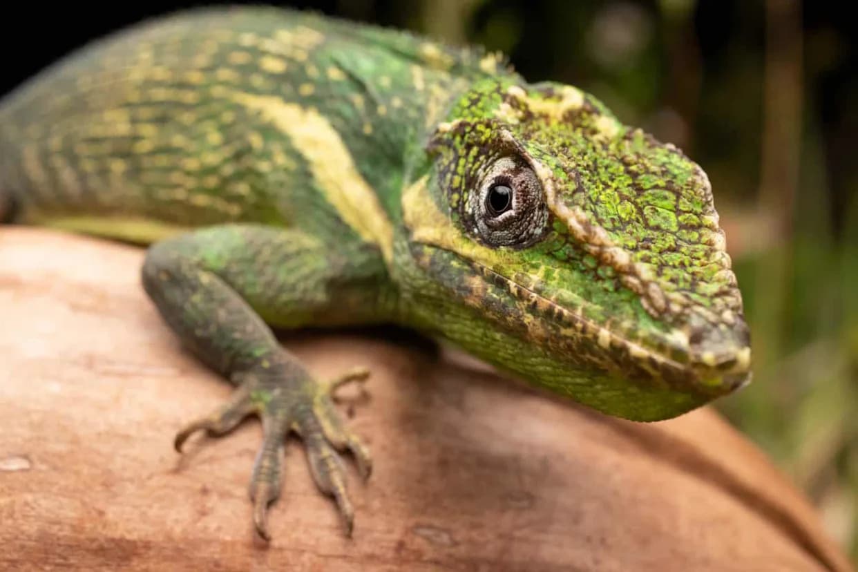 Florida Neighborhoods Are Unwittingly Helping Cuban Knight Anoles Spread