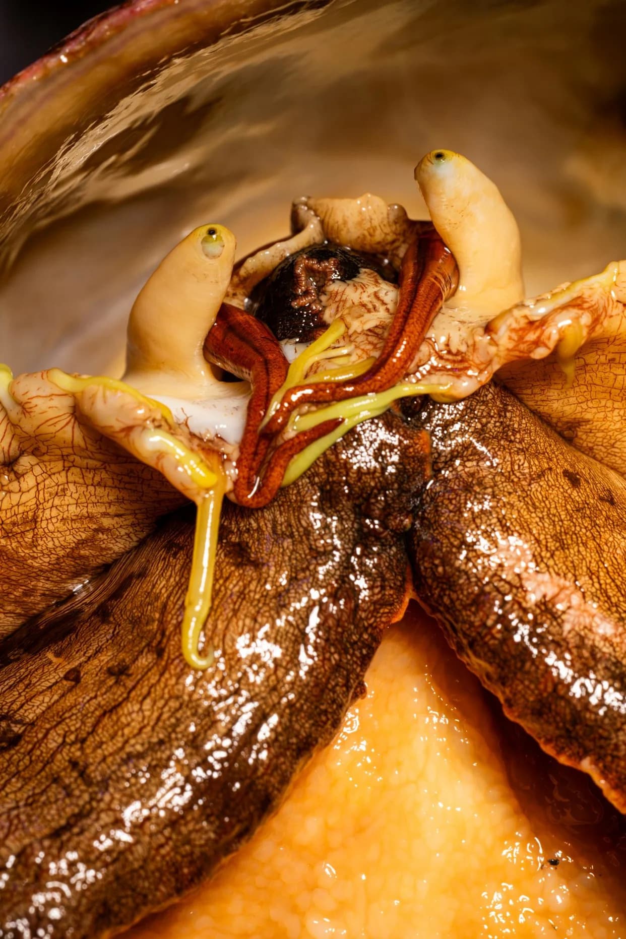 Saving the White Abalone: Inside the Lab That Brought a Sea Snail Back From the Brink