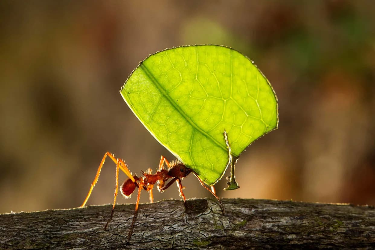 Up to Half of Amazon Insects at Risk From Rising Temperatures, New Study Warns