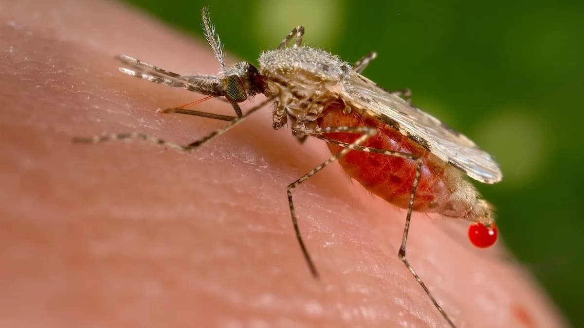 Scientists Identify ARK1 — A Promising New Drug Target Against Malaria