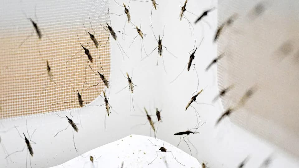 How Mosquitoes’ Taste for Human Blood Could Reveal When Early Humans Reached Southeast Asia