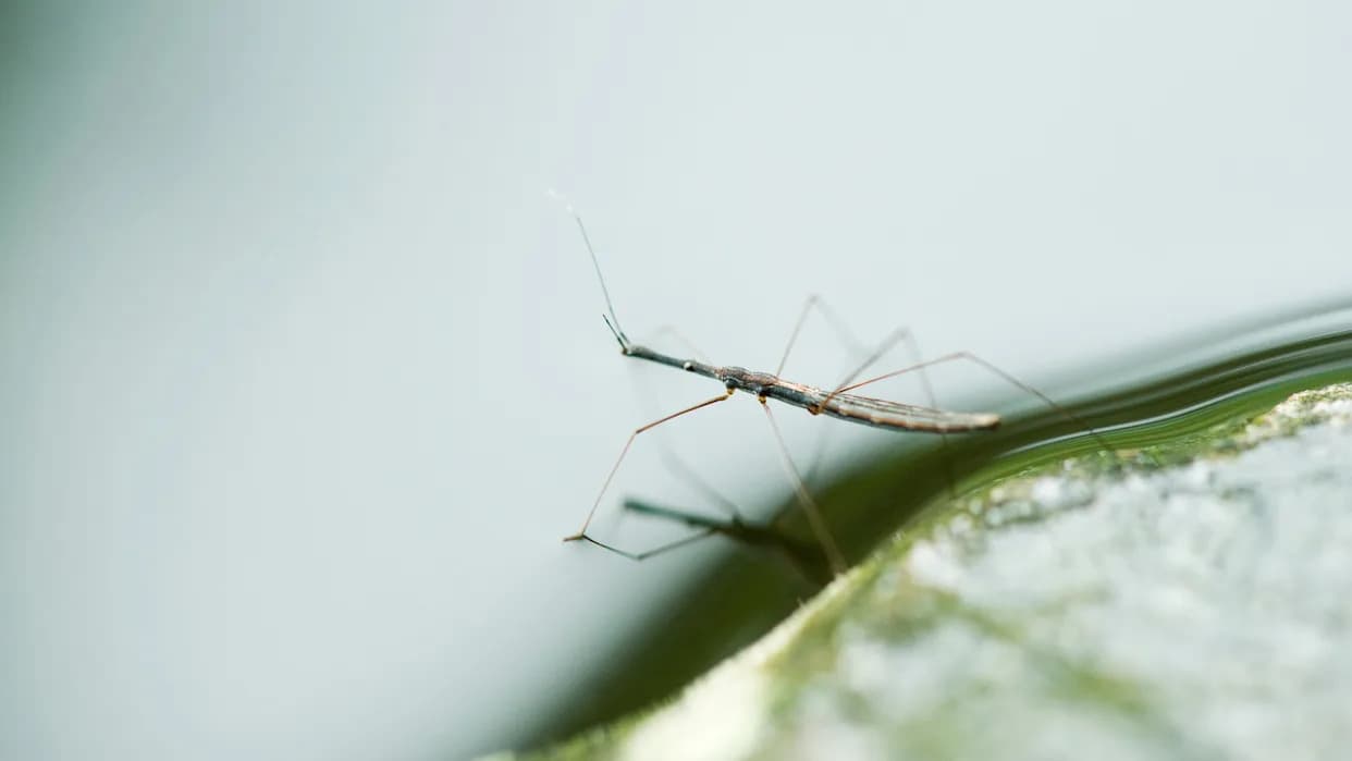 Why Insects Are Almost Absent From the Open Ocean