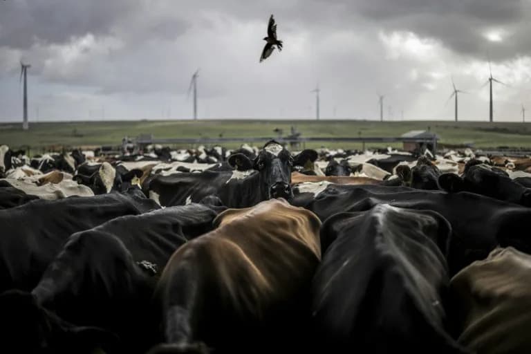 Foot-and-Mouth Crisis Devastates Eastern Cape Farmers as Vaccination Campaign Struggles to Catch Up
