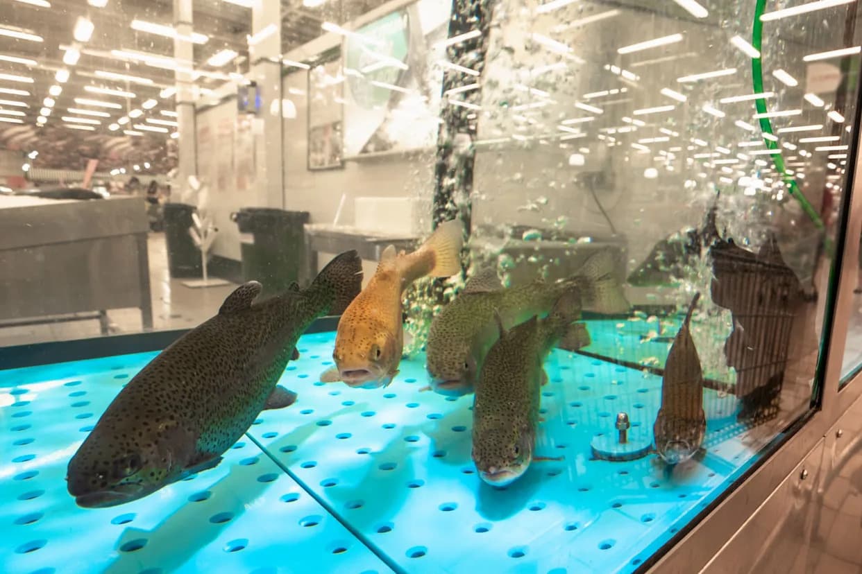 Scientists Warn Nanoplastics Impair Fish Decision-Making, Threatening Ocean Food Webs