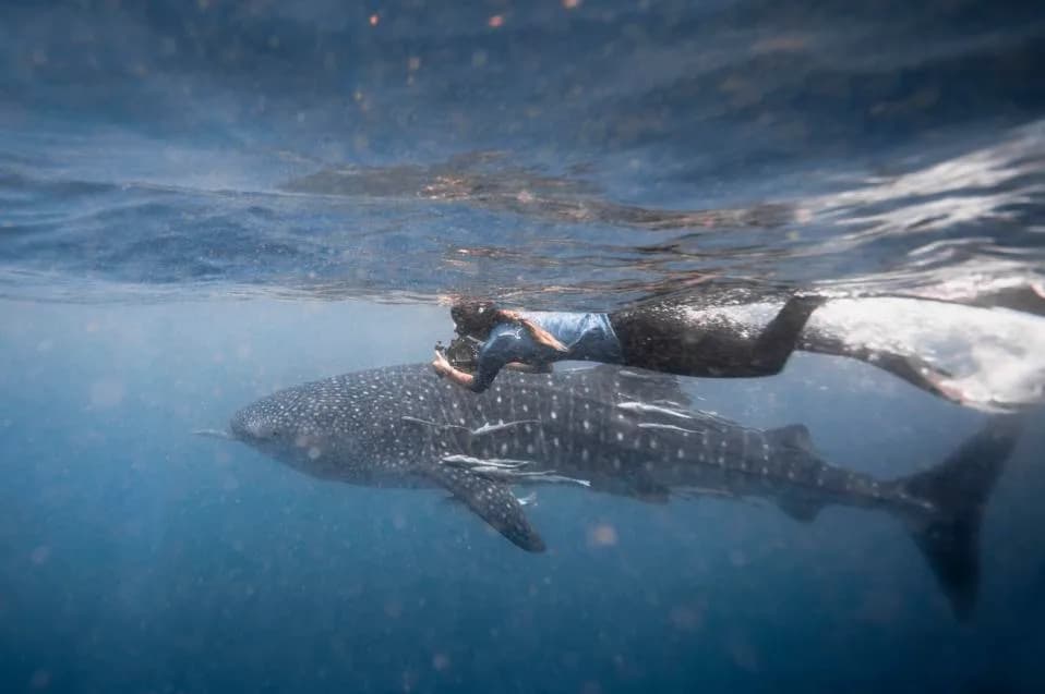 Whale Shark Travels 746 Miles From Madagascar to Seychelles — First Confirmed Transboundary Move