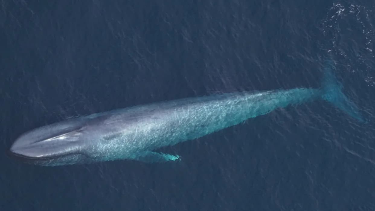 Rare Blue Whales Spotted Off Massachusetts Coast on Back-to-Back Days