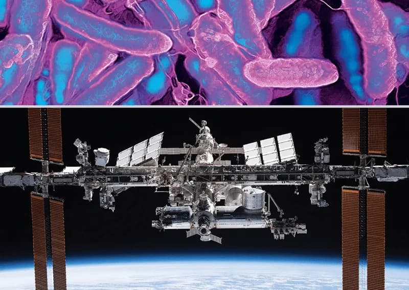 Spaceflight Makes Bacteriophages More Potent — Potential Boost For Phage Therapy