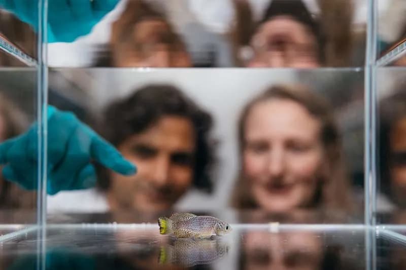 Early Sleep and Activity Patterns Predict Lifespan — Killifish Study Suggests Wearables Could Help