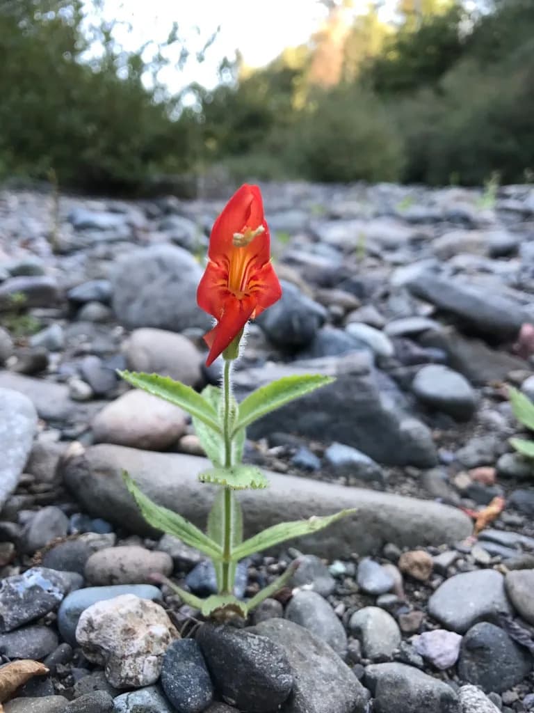 Wild Monkeyflower Rapidly Evolved to Survive Record Drought, Study Finds